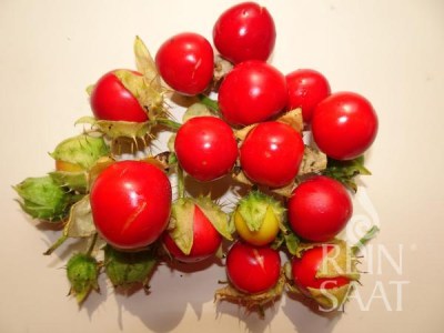 CV052_Litschitomate_web_600