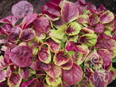 CV158_Chinese_mu_8b26639097