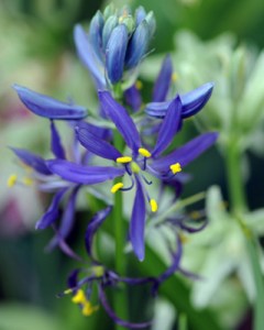 Camassia quamash.jpg
