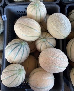 Melón cukrový Centro