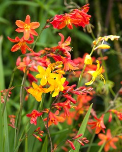 Crocosmia_Mix