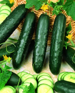 Uhorky šalátové Edona