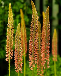 Eremurus_Cleopatra