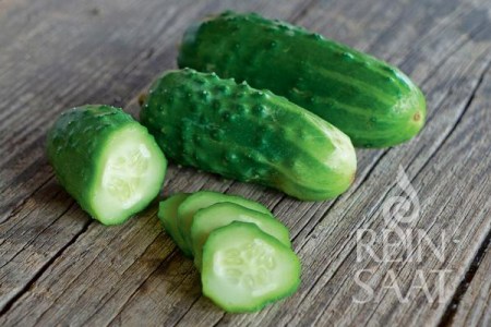 bio semená, bio uhorky, semená nakladaciek, semená uhoriek, bio semená uhoriek, reinsaat,  uhorky, 