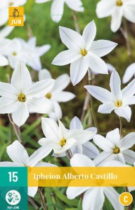 IPHEION-UN-ALBERT-CASTILLO