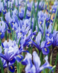 IRIS-RETICULATA-ALIDA-56