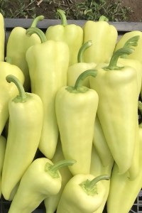 Paprika sladká Kameleon (Seminis)