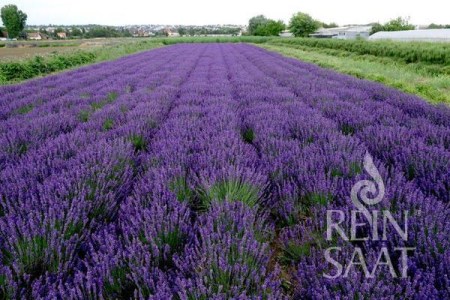 Kr58_Hidcote_Blue1.web_600