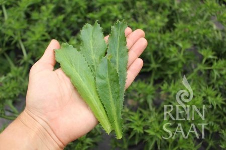 mexický koriander, eryngium foetidum
