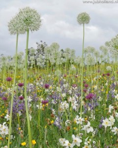 MENGSEL-MANCHESTER-I