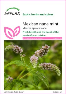 Mentha_spicata_nana