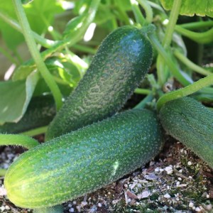 Seminis_Cucumber_Corentine