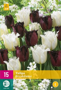 TULIPA-BREAKDANCE