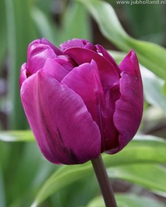 TULIPA-NEGRITA-DOUBLE-12