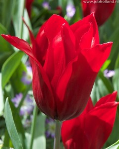 TULIPA-PIETER-DE-LEUR-12