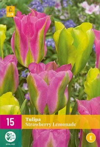TULIPA-STRAWBERRY-LEMONADE-111