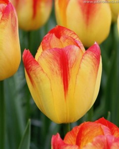 TULIPA-SUNCATCHER-12