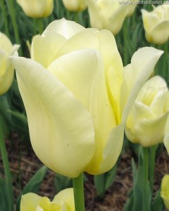 TULIPA-WORLD-FRIENDSHIP-12