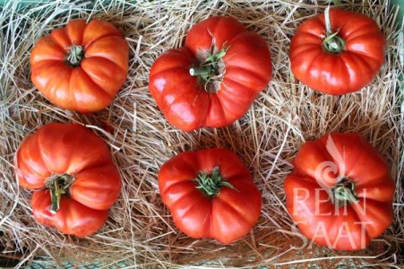 paradajka, rajčina Alda