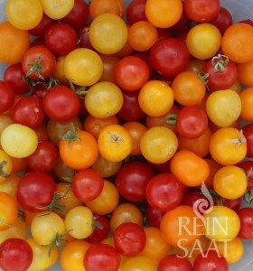 rajčina, paradajka, Trio, Boka, Tomfall, Venus, semená rajčín, semená paradajok