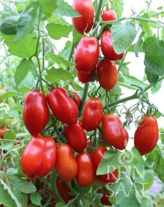 rajčina, paradajka San marzano nano