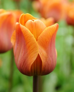 Tulipa-Cairo