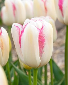 cibuľky tulipánov Graceland