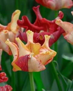 Tulipa-Striped-Crown