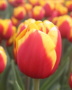 cibuľky tulipánov Jumpshot