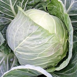 White-cabbage-Flight-F1