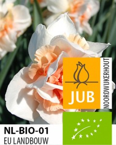 X-100-BIO-NARCISSUS-REPLETE-1214