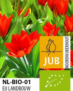 X-100-BIO-TULIPA-PRAESTANS-ZWANENBURG-7