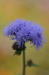 ageratum_high_tide_blue2