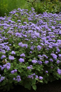 ageratum_high_tide_blue3