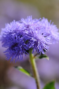 ageratum_high_tide_blue