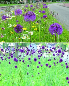 Alkmaar vlindermangsel.jpg