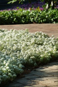 alyssum_clear_crystal_white2