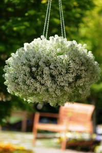 alyssum_clear_crystal_white3