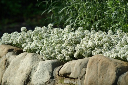 alyssum_clear_crystal_white4
