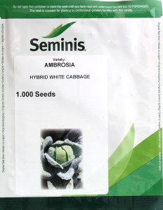 Kapusta biela Ambrosia (Seminis)