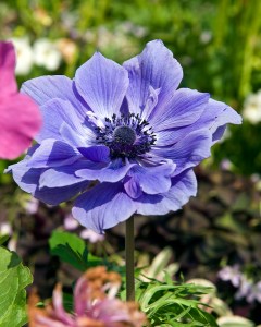 Anemone Lord Lieuteant 