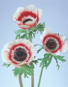 anemone_mona_lisa_red_bicolor.jpg