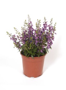 angelonia_serena_purple2