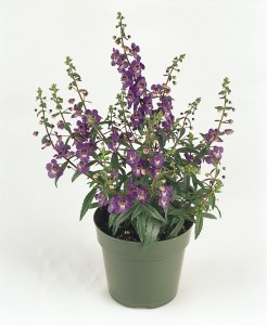 angelonia_serena_purple3