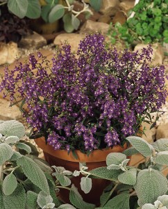 angelonia_serena_purple