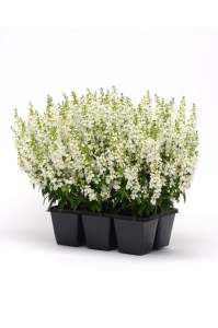 angelonia_serena_white_imp2