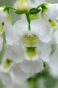 angelonia_serena_white_imp3