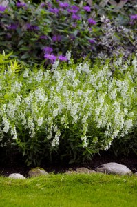 angelonia_serena_white_imp4