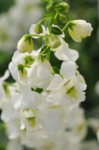 angelonia_serena_white_imp6