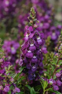 angelonia_serenita_purple
